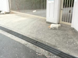 中浜の猫