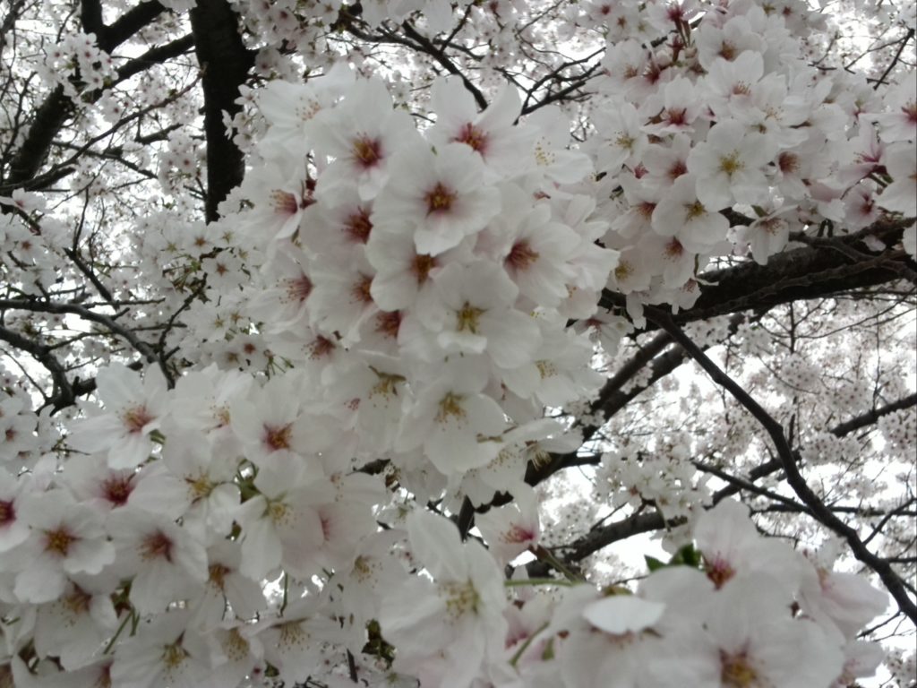 桜